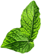mint1.png