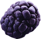 n-berry1.png