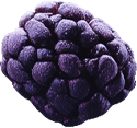 n-berry2.png
